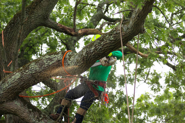 Best Tree Health Inspection  in Orida City, FL