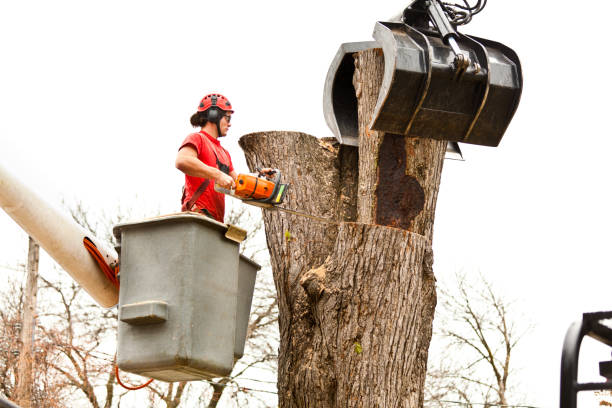 Best Tree Preservation Services  in Orida City, FL