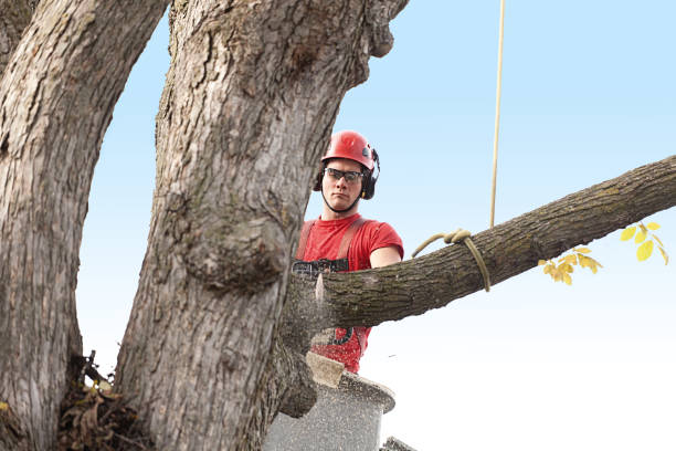 Best Commercial Tree Services  in Orida City, FL